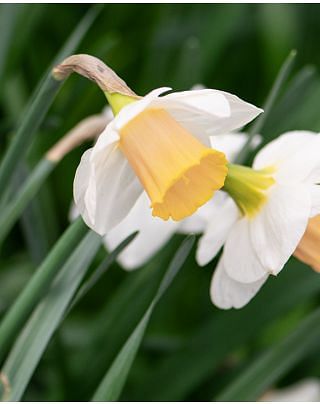 Narcissus Salome Bulbs