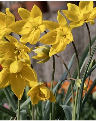 Tulip Sylvestris