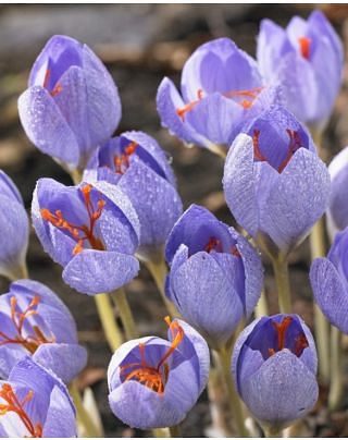 Crocus Speciosus