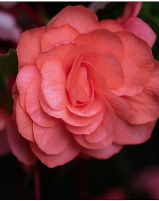 Begonia Cascade Pink Bulbs