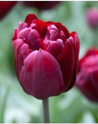 Tulip Uncle Tom