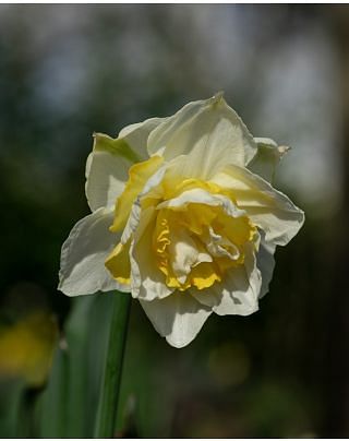 Narcissus White Lion Bulbs