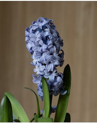 Prepared Hyacinth Delft Blue Bulbs