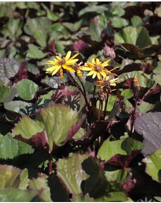 Ligularia Midnight Lady