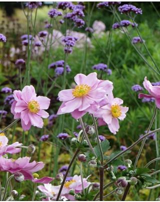 Anemone Konigin Charlotte