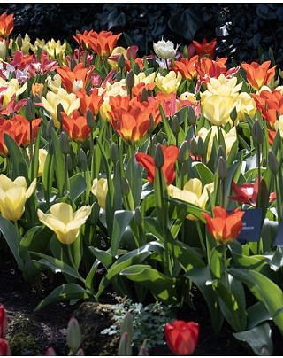 Tulip Fosteriana Mixture