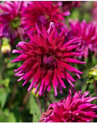 Dahlia Orfeo Bulbs