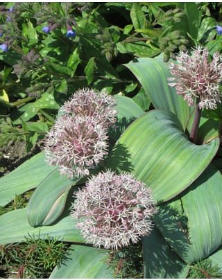 Allium Karataviense Bulbs