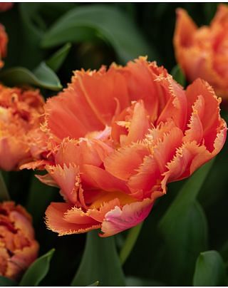 Tulipa Royal Centennial ®