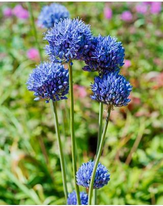 Allium Caeruleum