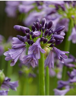Agapanthus Poppin'Purple