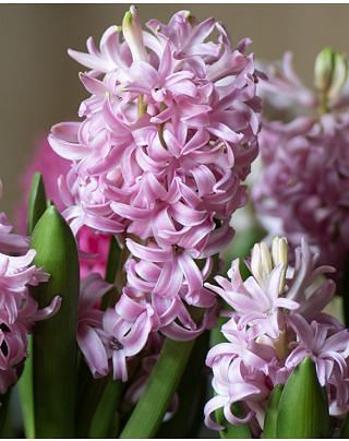 Prepared Hyacinth Pink Pearl Bulbs