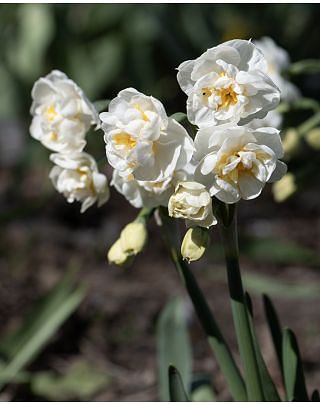 Narcissus Bridal Crown Bulbs