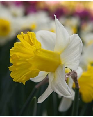 Narcissus Goblet