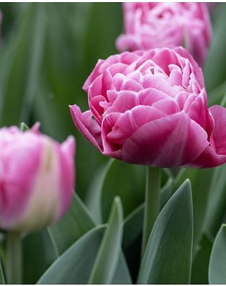 Tulipa Voque