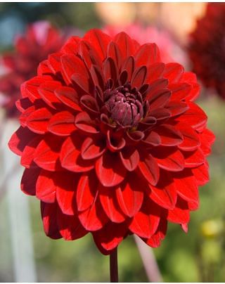 Dahlia Night Queen 