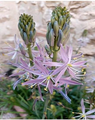 Camassia Leichtlinii Aurora Bulbs