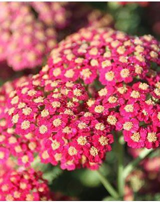 Achillea millefolium Red Velvet