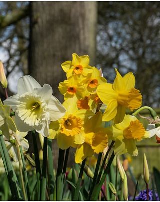Narcissus Mixture