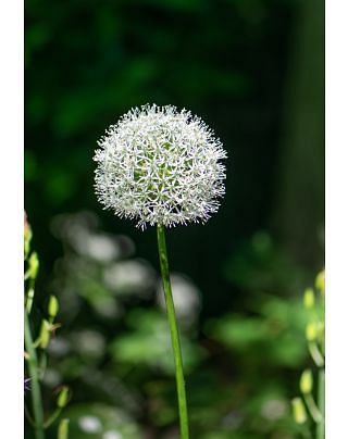 Allium White Giant