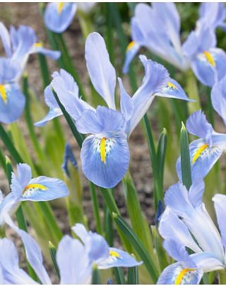 Iris Reticulata Blue Planet Bulbs