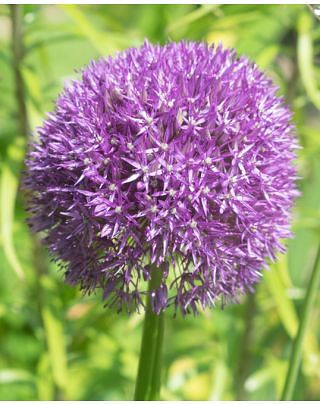 Allium Gladiator
