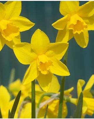 Narcissus Sweetness Bulbs