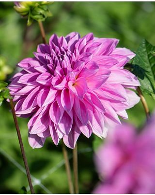 Dahlia Lavender Perfection Tubers