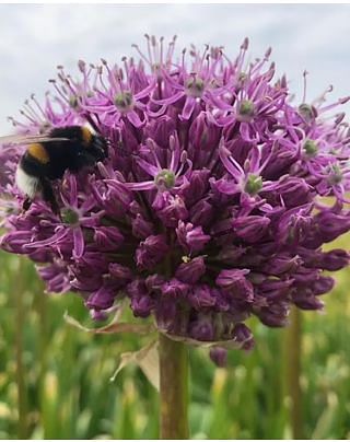Allium Glory of Pamir Bulbs