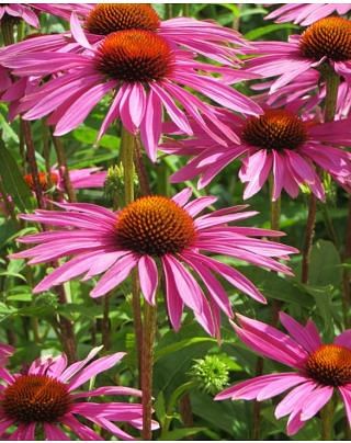 Echinacea Rubinstern