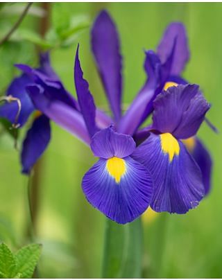 Dutch Iris Blue Magic Bulbs