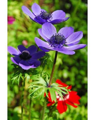 Anemone Coronaria De Caen Mr. Fokker Bulbs