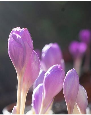Colchicum Autumnale Major Bulb