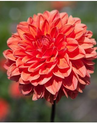 Dahlia Blitzer