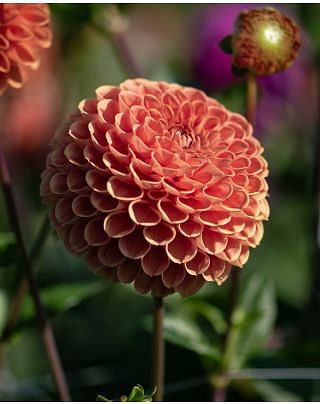 Dahlia Cornel Brons Tubers