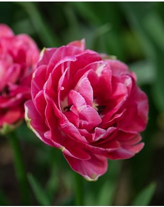 Tulip Aveyron