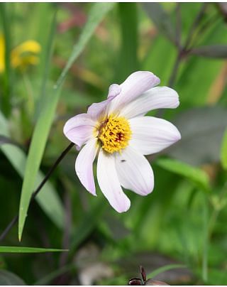 Dahlia HS Princess Bulbs