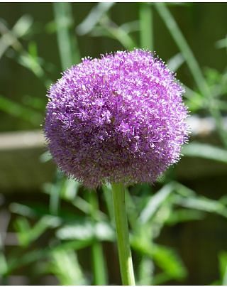 Allium Giganteum