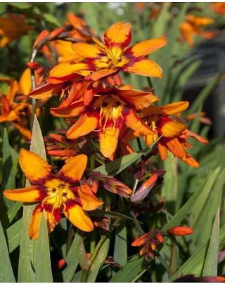 Crocosmia Emily McKenzie Bulbs