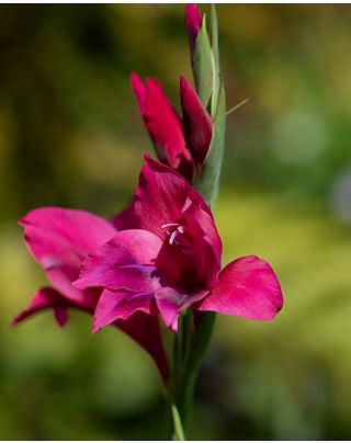 Gladiolus Vulcano Bulbs