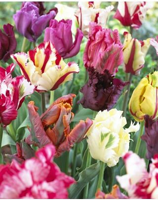 Tulip Parrot Mixture