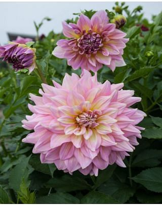 Dahlia Strawberry Ice