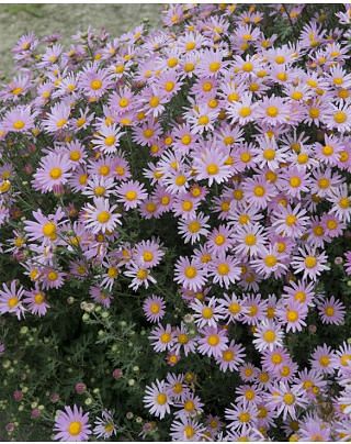 Chrysanthemum Clara Curtis