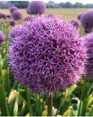 Allium Goliath