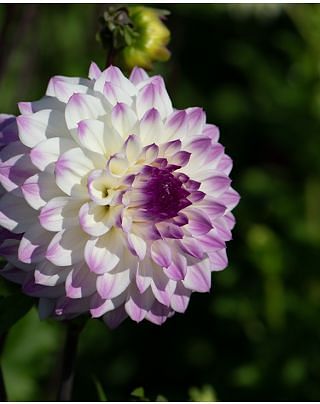 Dahlia Hapet Blue Eyes