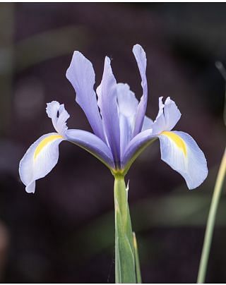 Iris King Mauve