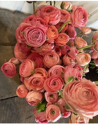 Ranunculus amandine Salmon
