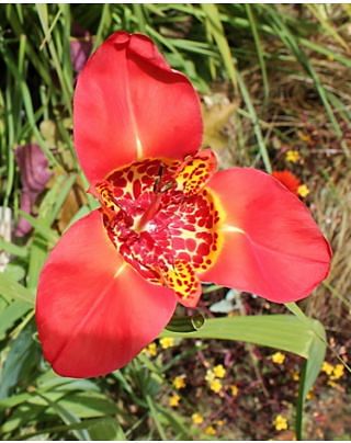 Tigridia Speciosa