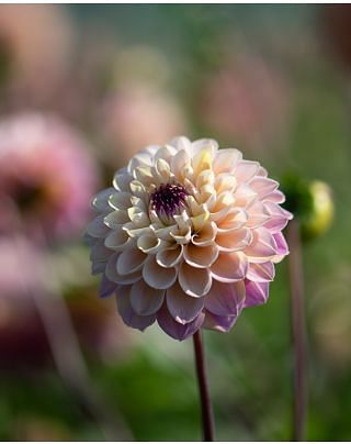 Dahlia Wine Eyed Jill Tubers