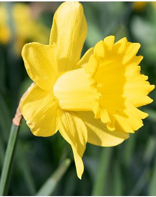 Narcissus Dutch Master Bulbs